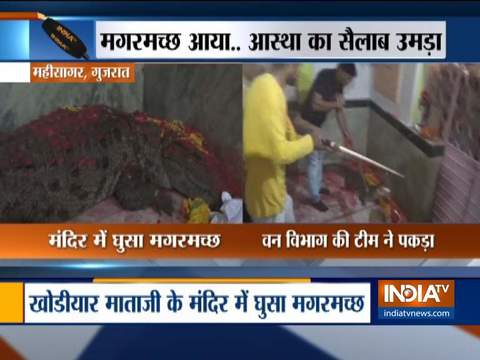 Crocodile enters Khodiyar Mataji Temple in Gujarat