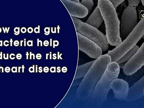 How good gut bacteria help reduce the risk for heart disease