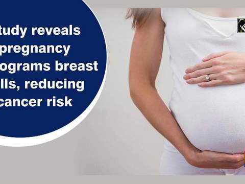 Study reveals pregnancy reprograms breast cells, reducing cancer risk