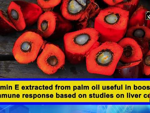 Vitamin E extracted from palm oil useful in boosting immune response based on studies on liver cells