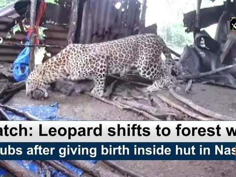 Watch: Leopard shifts to forest with 4 cubs after giving birth inside ...