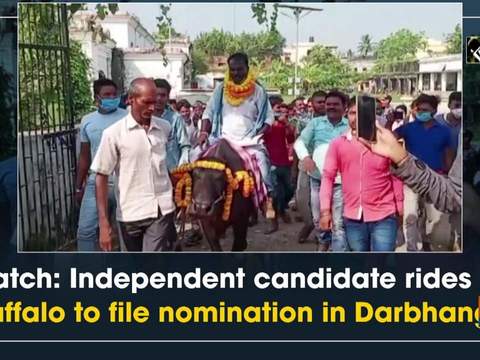 Watch: Independent candidate rides on buffalo to file nomination in Darbhanga