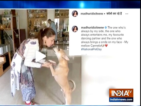 TV stars bond with pets amid lockdown