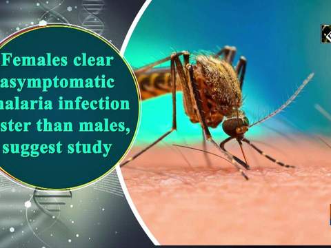 Females clear asymptomatic malaria infection faster than males, suggest study