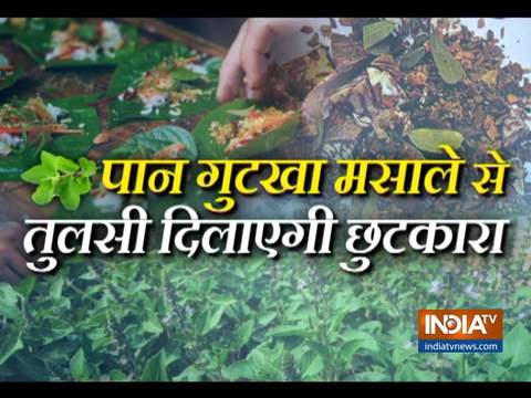 Tulsi helps get rid of tobacco addiction