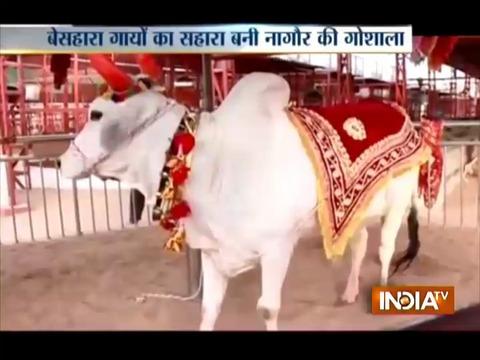 Aaj Ki Baat Good News: A cow shelter in Rajasthan that looks after injured and stray cows