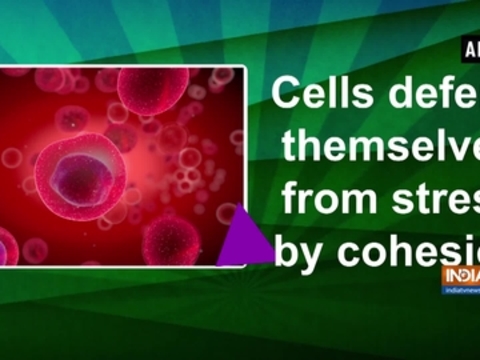 Cells defend themselves from stress by cohesion