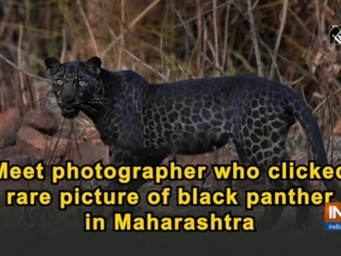 Photographer Captures Rare Black Leopard in Tadoba National Park
