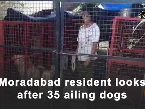 Moradabad resident looks after 35 ailing dogs