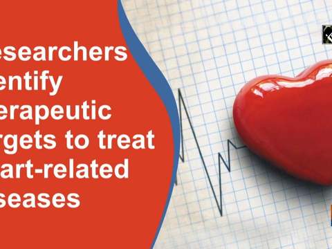 Researchers identify therapeutic targets to treat heart-related diseases