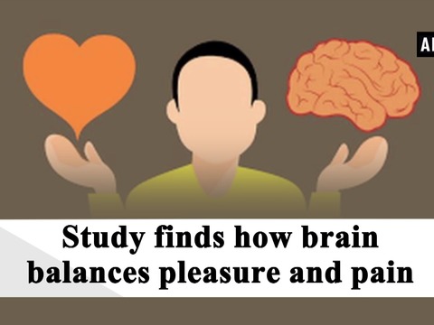 Study finds how brain balances pleasure and pain